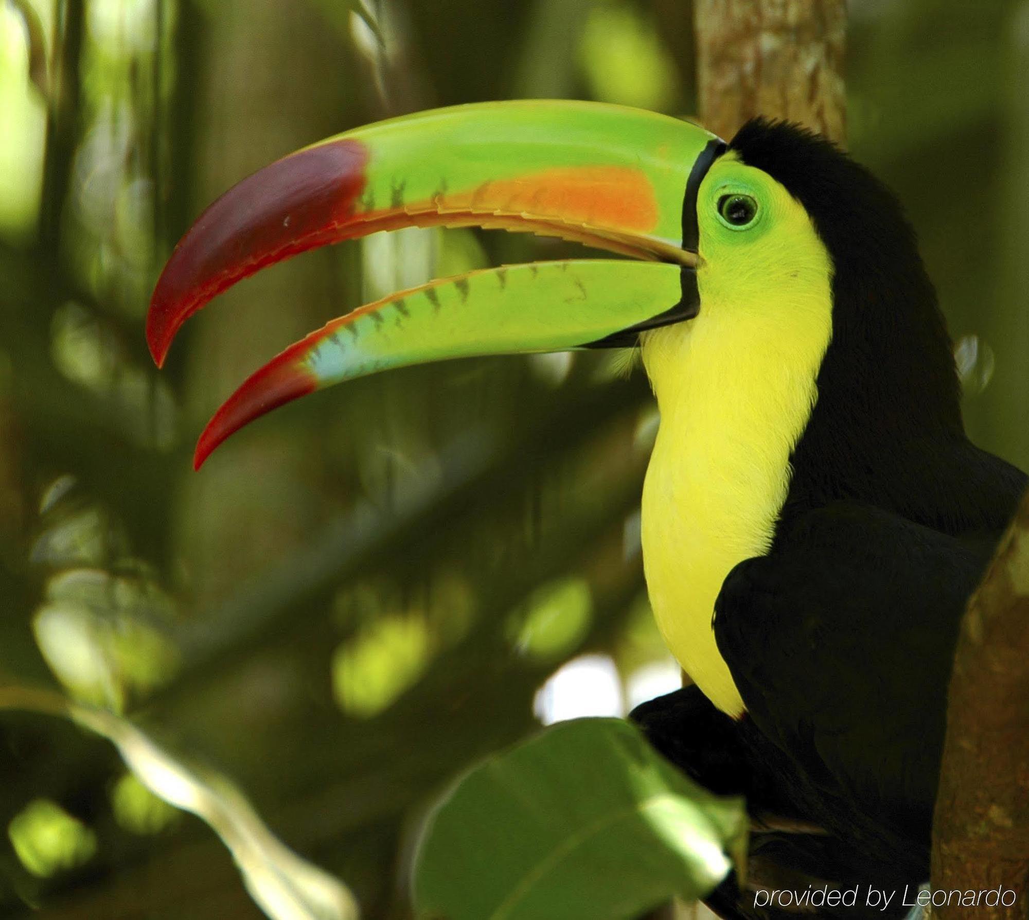 Machaca Hill Rainforest Canopy Lodge Punta Gorda Ngoại thất bức ảnh