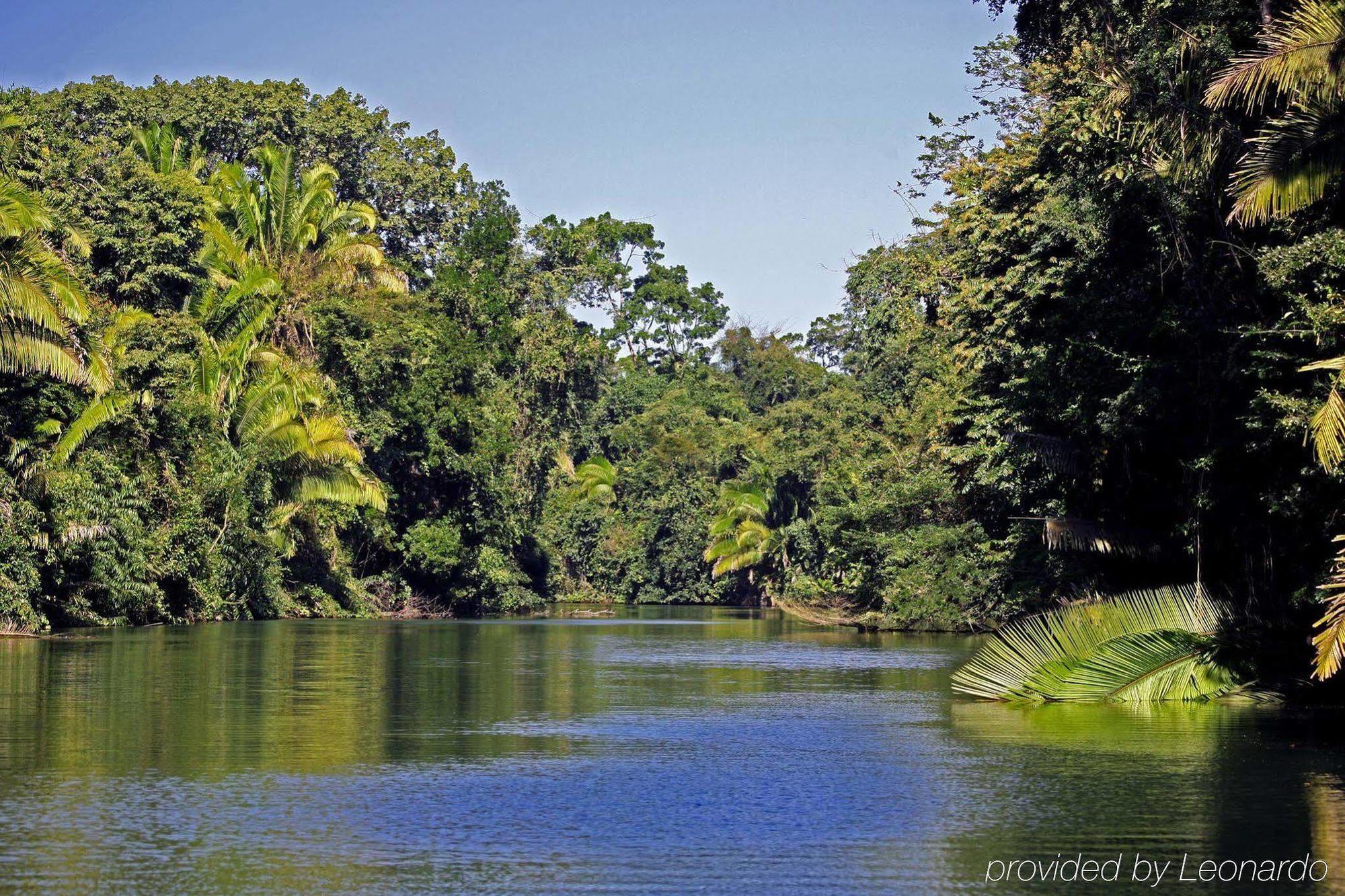 Machaca Hill Rainforest Canopy Lodge Punta Gorda Ngoại thất bức ảnh