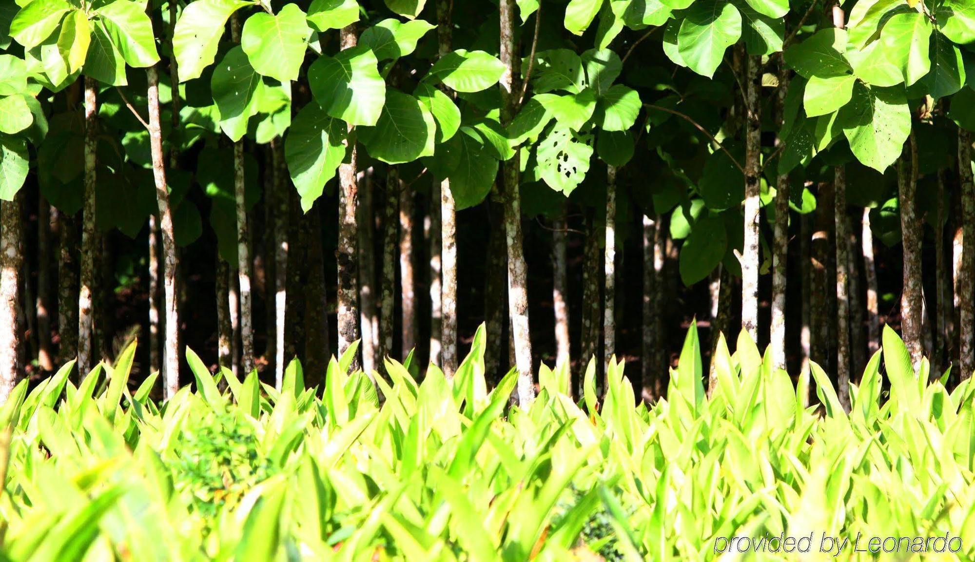 Machaca Hill Rainforest Canopy Lodge Punta Gorda Ngoại thất bức ảnh